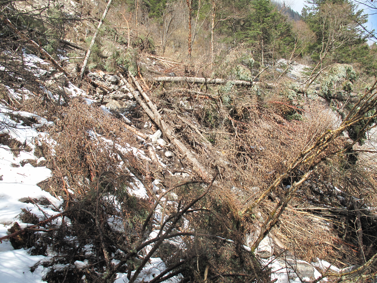 九寨沟林地清理 （摄于2018年3月1日）.jpg