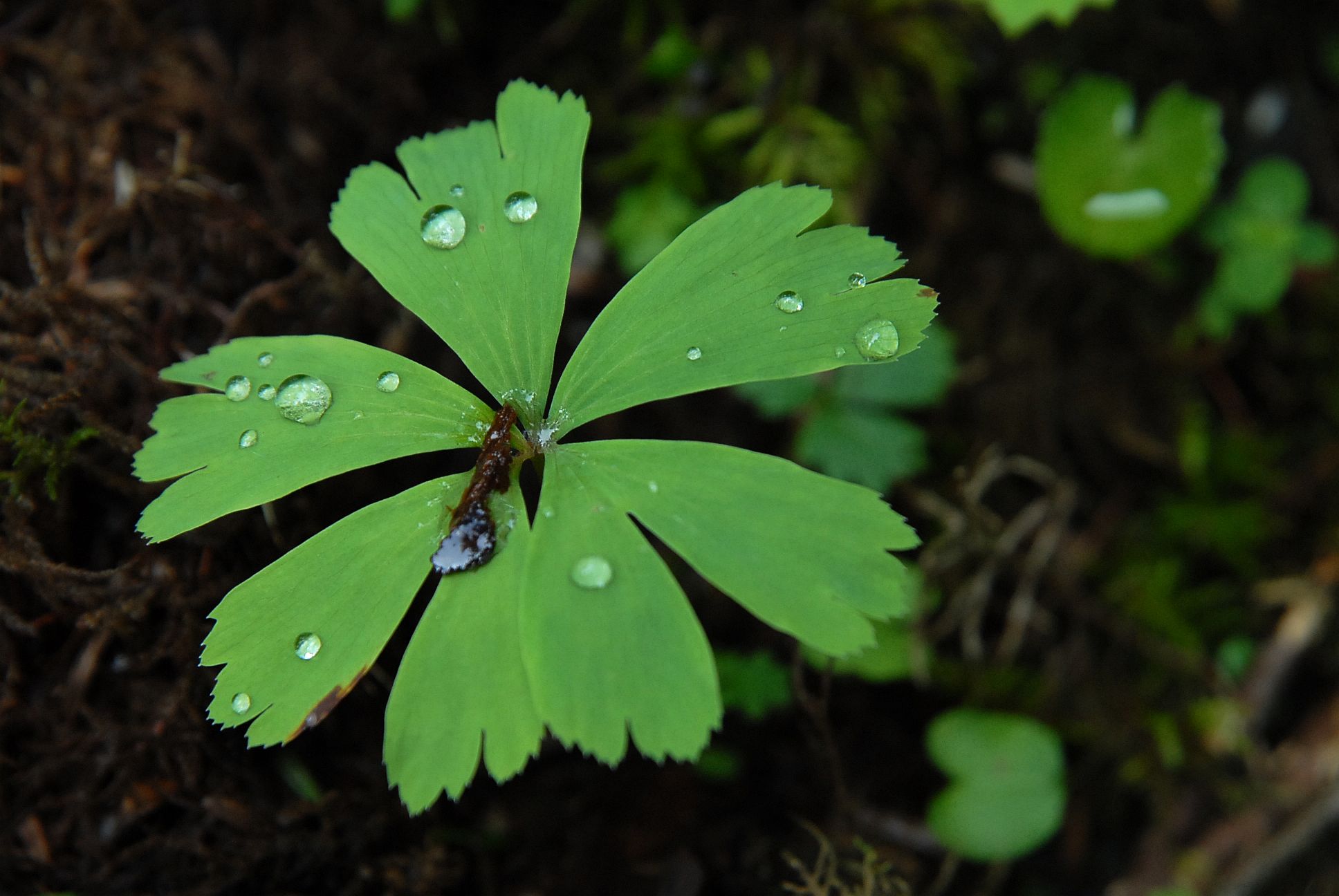 独叶草 （国家一级保护植物）.JPG